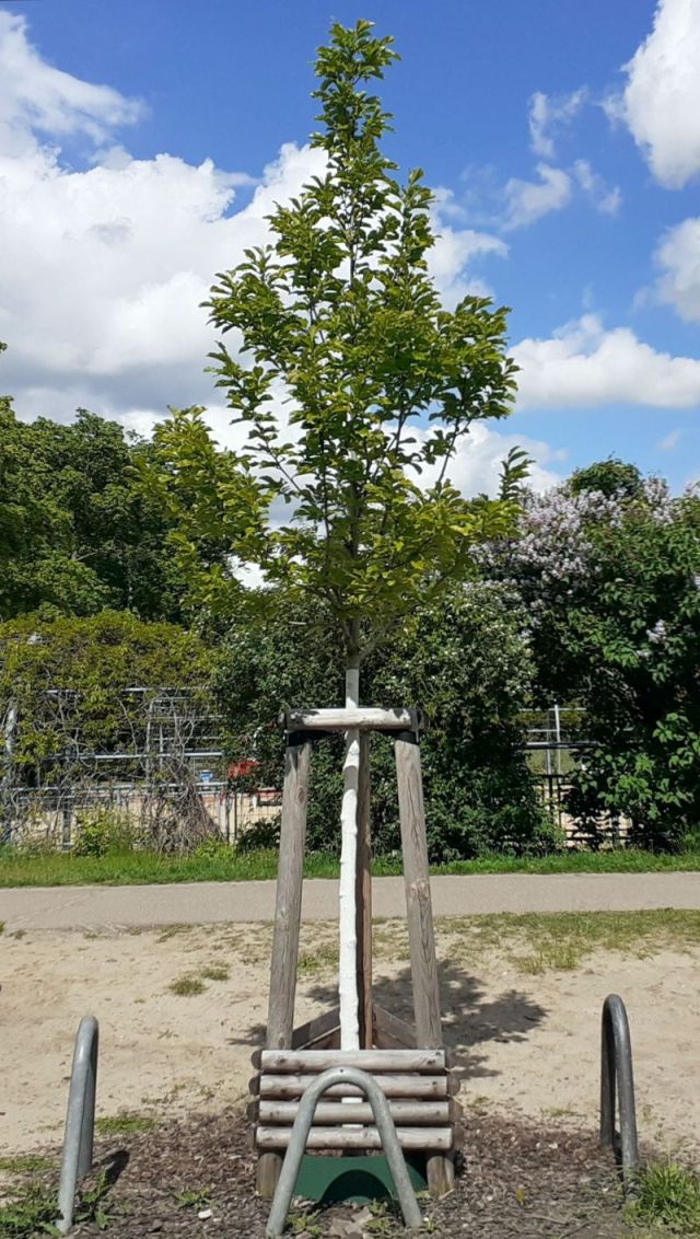 Kiezrundenbaum 1 - Kopie